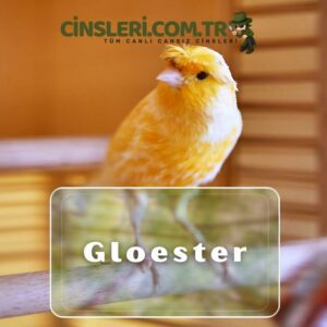 Gloester