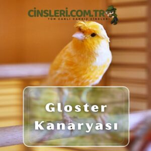 Gloster Kanaryası