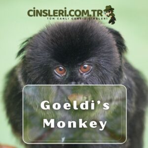 Goeldi’s Monkey