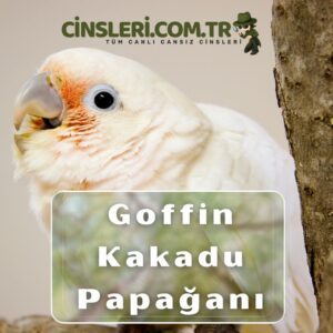 Goffin Kakadu Papağanları