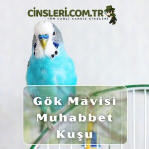 Gök Mavisi Muhabbet Kuşu