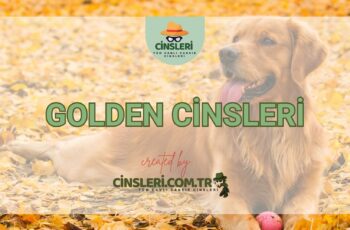 Golden Cinsleri