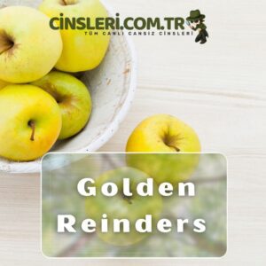 Golden Reinders