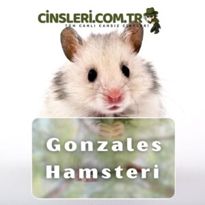 Gonzales Hamsteri