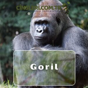 Goril