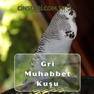 Gri Muhabbet Kuşu