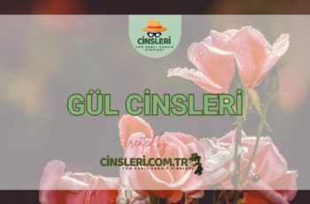 Gül Cinsleri