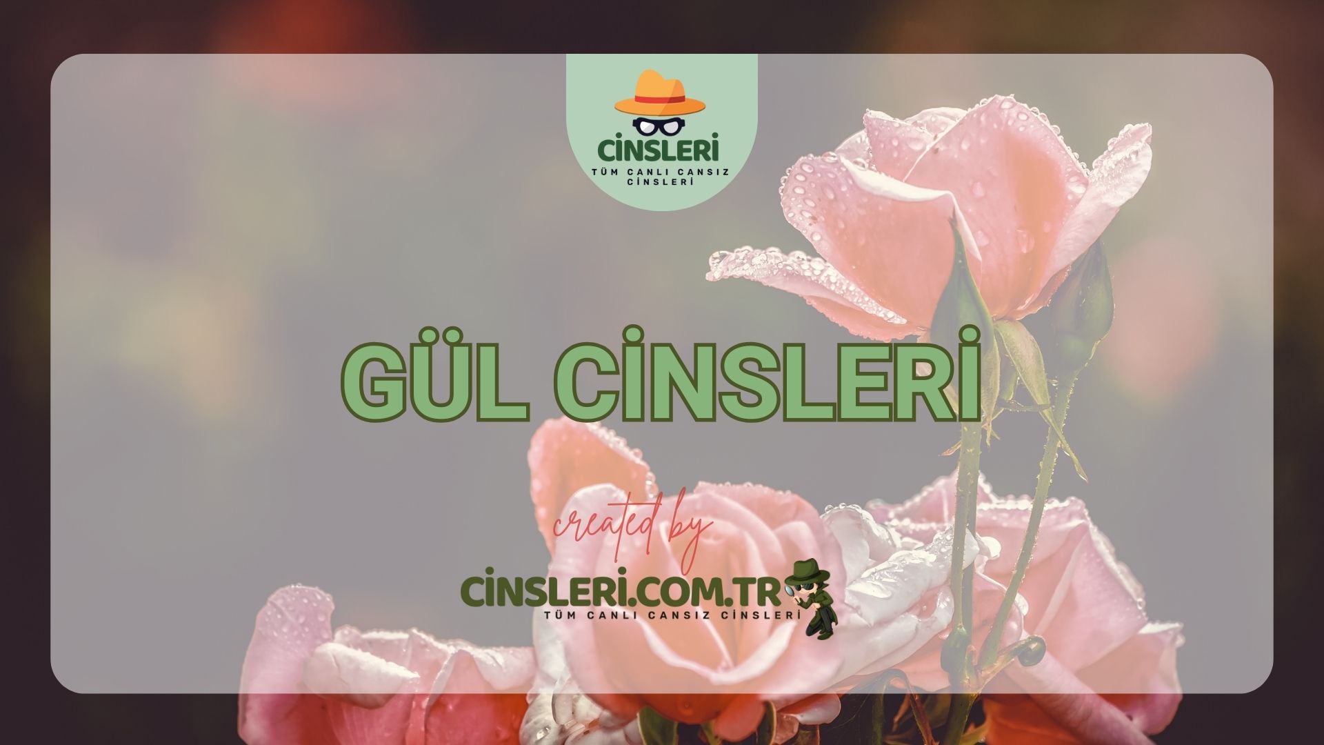 Gül Cinsleri