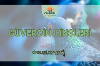 Güvercin Cinsleri