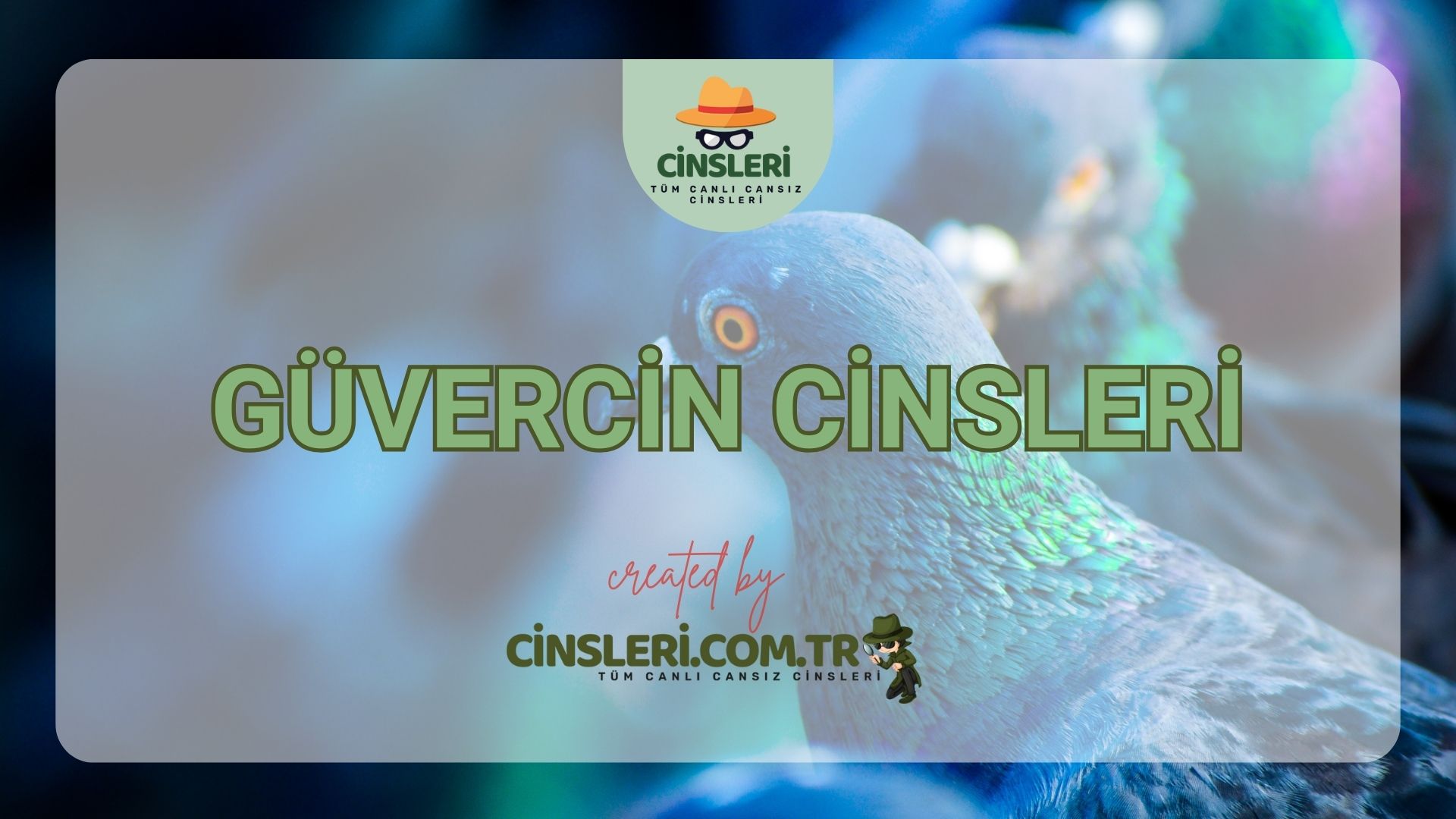 Güvercin Cinsleri