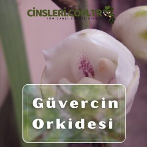 Güvercin Orkidesi