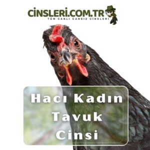 Hacı Kadın Tavuk Cinsi