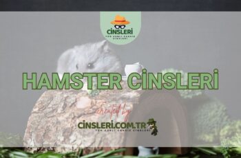 Hamster Cinsleri