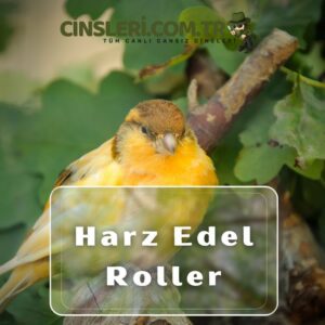 Harz Edel Roller