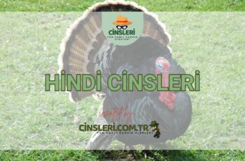 Hindi Cinsleri