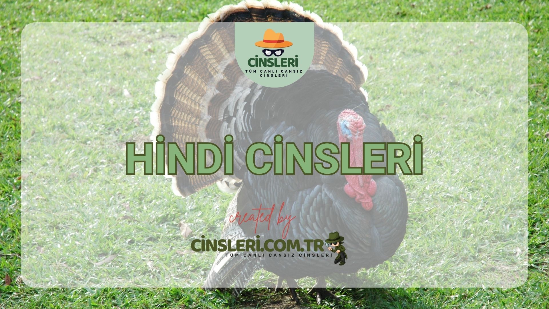 Hindi Cinsleri