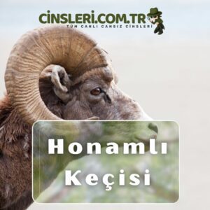 Honamlı Keçisi