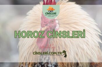 Horoz Cinsleri