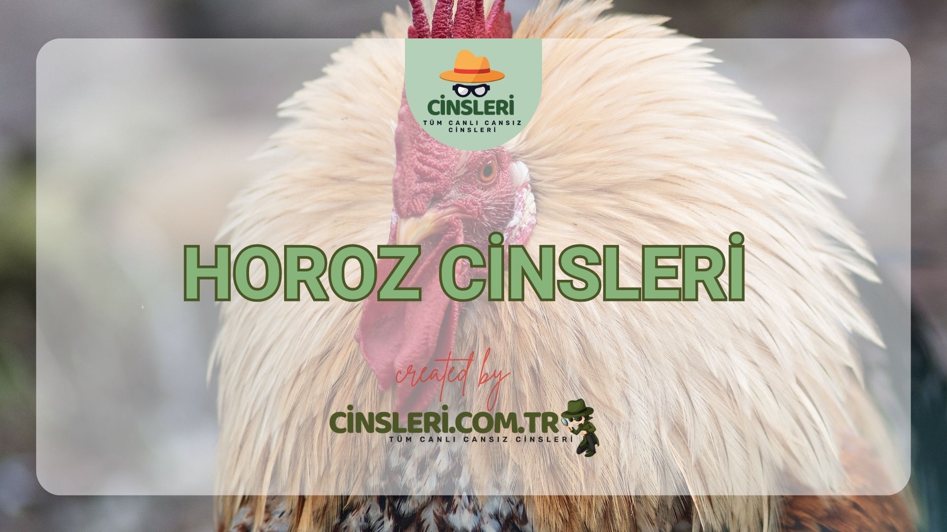 Horoz Cinsleri