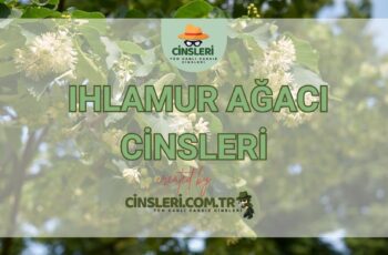 Ihlamur Ağacı Cinsleri