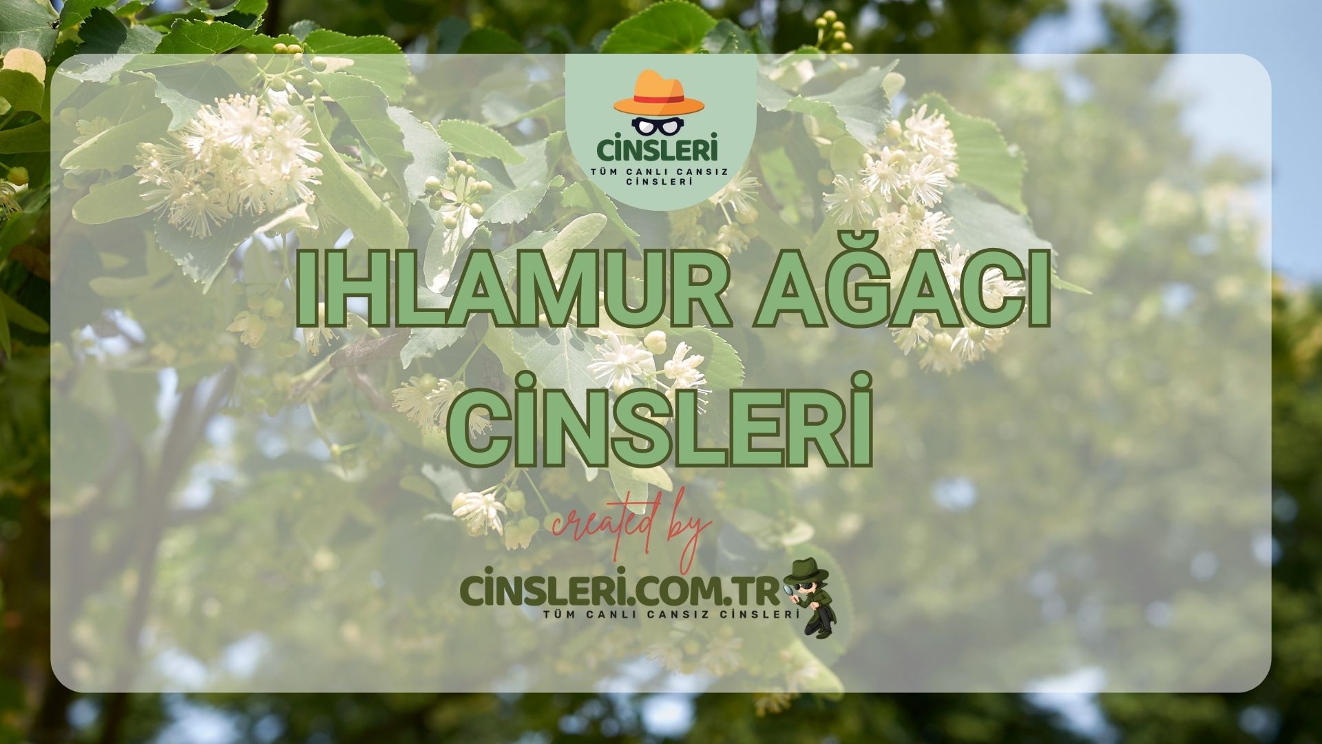 Ihlamur Ağacı Cinsleri