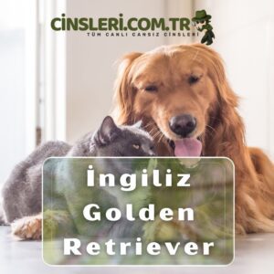 İngiliz Golden Retriever