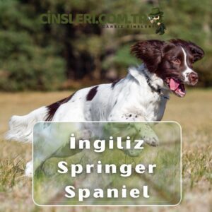 İngiliz Springer Spaniel