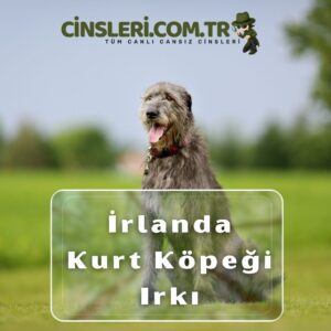 İrlanda Kurt Köpeği Irkı