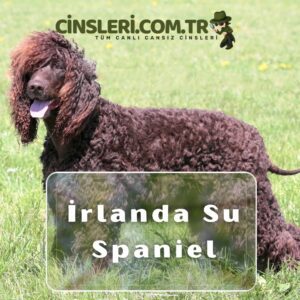 İrlanda Su Spaniel