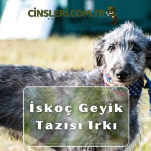 İskoç Geyik Tazısı Irkı