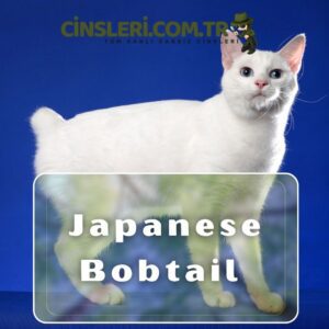 Japanese Bobtail