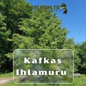 Kafkas Ihlamuru