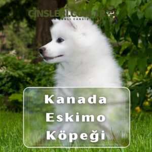 Kanada Eskimo Köpeği