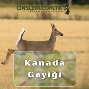 Kanada Geyiği