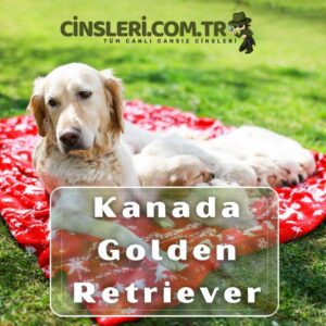 Kanada Golden Retriever