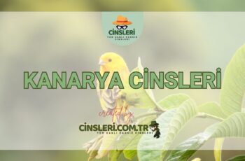 Kanarya Cinsleri