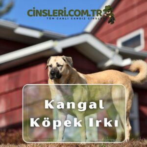 Kangal Köpek Irkı