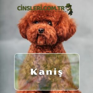 Kaniş