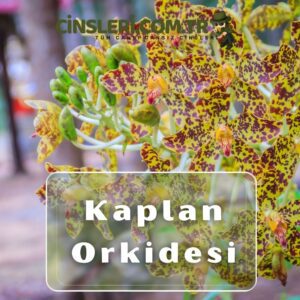 Kaplan Orkidesi