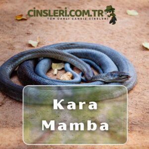 Kara Mamba