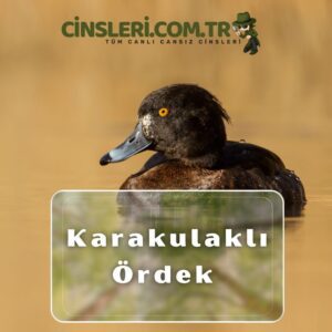 Karakulaklı Ördek