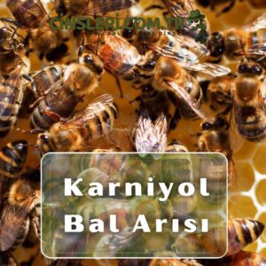 Karniyol Bal Arısı