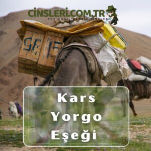 Kars Yorgo Eşeği