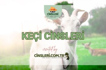 Keçi Cinsleri