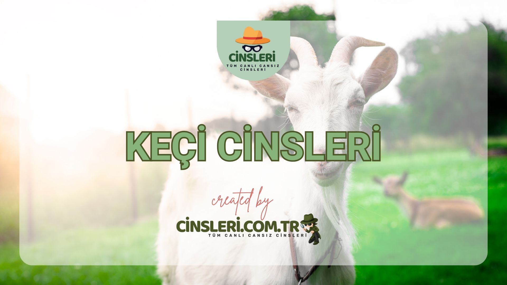 Keçi Cinsleri