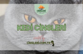 Kedi Cinsleri