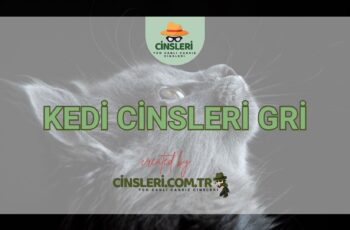 Kedi Cinsleri Gri