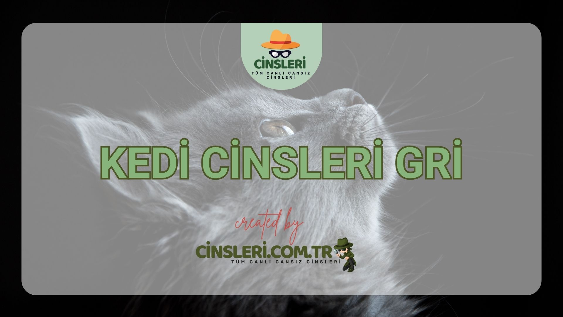 Kedi Cinsleri Gri