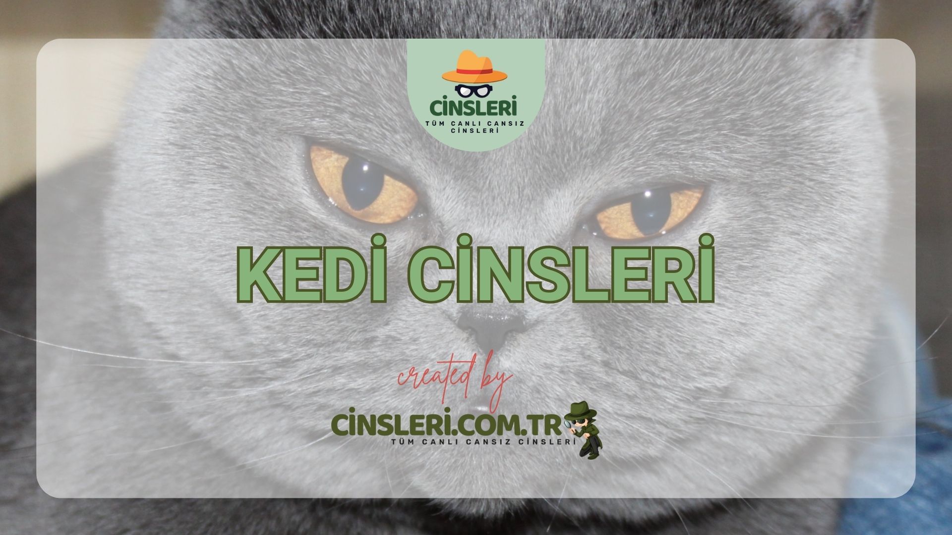 Kedi Cinsleri