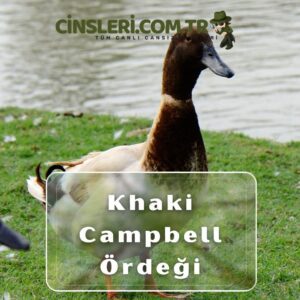 Khaki Campbell Ördeği